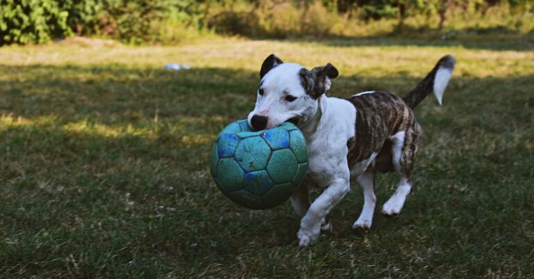 Everything You Should Know About Soccer
